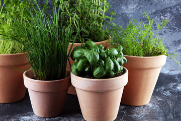 Homegrown and aromatic herbs in old clay pots. Set of culinary herbs. Green growing fres chives, oregano, dill, basil and parsley