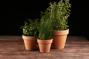 Homegrown and aromatic herbs in old clay pots. Set of culinary herbs. Green growing fres chives, oregano, dill, basil and parsley