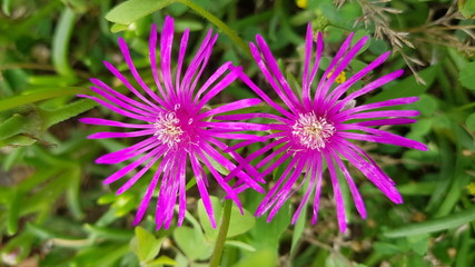 Fototapeta premium Bright pink ice plant flowers