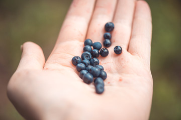 A man's hand is close up holding a handful of ripe blueberries. Selective focus macro shot with shallow DOF