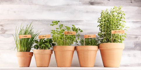 Homegrown and aromatic herbs in old clay pots. Set of culinary herbs. Green growing basil, parsley and oregano with labels