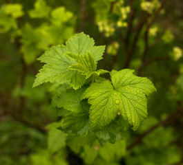 Currant leaves after rain, rain water on green leaves.