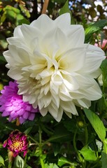 Close up of beautiful dahlia flower