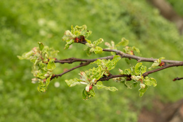 Leaves and buds of an apple tree. The beginning of flowering plants