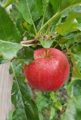 Bright red apple on apple tree branch