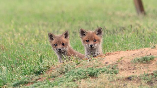 Red Fox Kits Video Clip in 4k