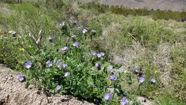 Blossoms in light blue shades top Distant Scorpionweed, Phacelia Distans, Boraginaceae, native annual on the edges of Twentynine Palms, Southern Mojave Desert, Springtime.