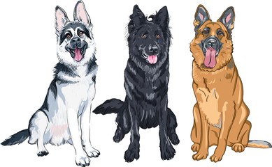 Vector set of Shepherd dogs, East European Shepherd, black Belgian Shepherd Dog or Groenendael and German shepherd with black mask and sable coat