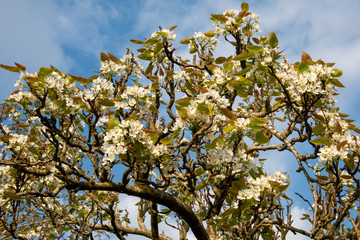 PYRUS pyrifolia (Asian pear) white blossom in spring with new leaves against blue sky with light cloud background.