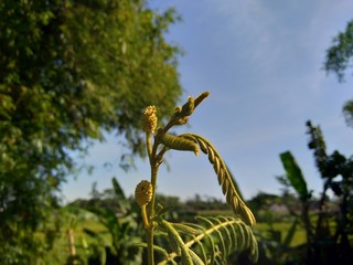 Mimosa pigra with natural background. Mimosa pigra, commonly known as the giant sensitive tree, (pigra = lazy, slow), is a species of the genus Mimosa, in the family Fabaceae.