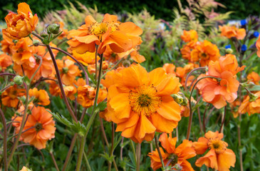 Closeup orange GEUM 'Fireball. Blurred flowers and foliage in background.