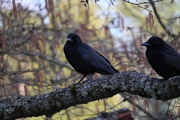 crows on a branch