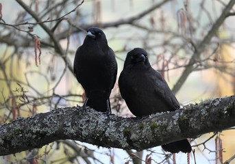 crow on a branch