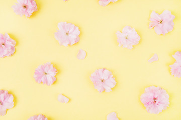 Flower floral pattern with sakura flowers petals and on turquoise background