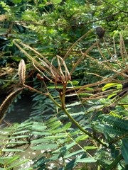 Mimosa pigra with natural background. Mimosa pigra, commonly known as the giant sensitive tree, (pigra = lazy, slow), is a species of the genus Mimosa, in the family Fabaceae.