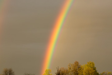 Bright rainbow close-up is on the background of the tops of yellow trees. Calm world concept