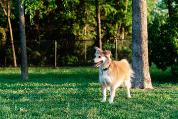 Happy rescue dog standing and smiling at the neighborhood dog park in McKinney, Texas, a northern suburb of Dallas, Texas.