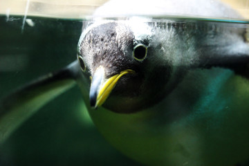 Pingüino nadando en un acuario 