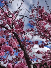 pink cherry blossom