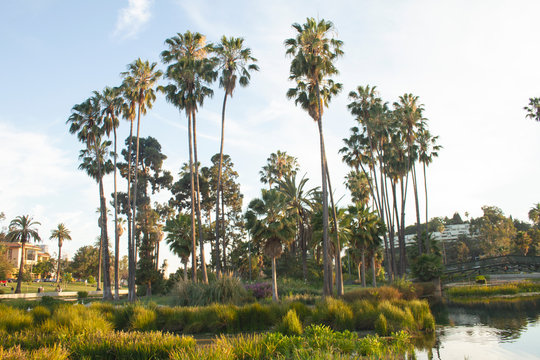 Echo Park Los Angeles California Palm Trees  Tropical