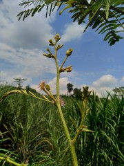Obraz premium Mimosa pigra with natural background. Mimosa pigra, commonly known as the giant sensitive tree, (pigra = lazy, slow), is a species of the genus Mimosa, in the family Fabaceae.