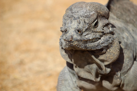 iguana cornuda o iguana rinoceronte (Cyclura cornuta)