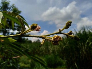 Mimosa pigra with natural background. Mimosa pigra, commonly known as the giant sensitive tree, (pigra = lazy, slow), is a species of the genus Mimosa, in the family Fabaceae.