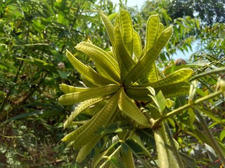 Mimosa pigra with natural background. Mimosa pigra, commonly known as the giant sensitive tree,...