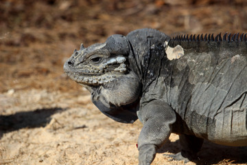 Portrait of rhinoceros iguana (Cyclura cornuta)