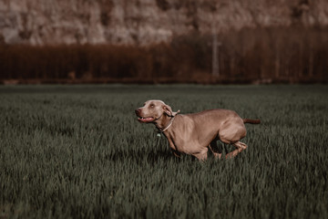 Brown weimar shorthaired pointer dog in a field