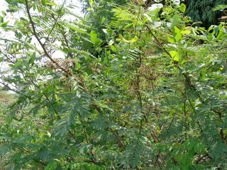 Mimosa pigra with natural background. Mimosa pigra, commonly known as the giant sensitive tree,...