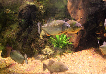 Piraña de vientre rojo o coicoa (Pygocentrus nattereri)