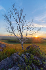 Lonely tree in a flowering steppe at sunset. Zabaykalsky Krai. Russia.