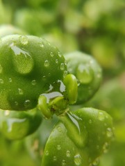 Raindrops on plant