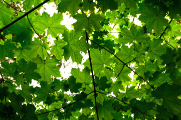 Green maple leaves with sprigs for background