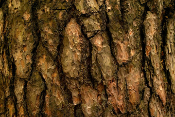 Textured pine bark close-up for background