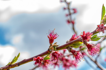 blooming apple tree