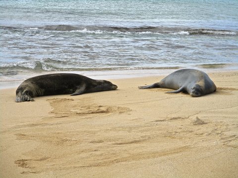Hawaiian Monk Seals Lounging at Poipu Beach in Kauai Hawaii
