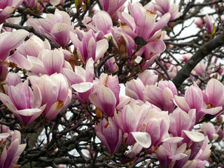 Fototapeta na wymiar Many pink magnolia flowers as a floral background