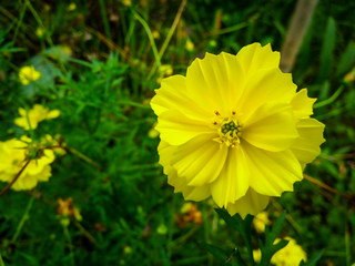 yellow flower in the garden