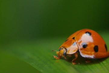 lady bug alone on a leaf