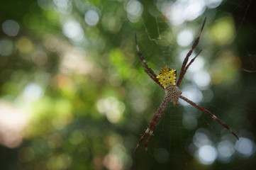 the spider with its magnificent nest