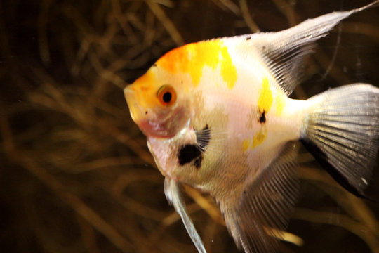 El escalar o pez &aacute;ngel (Pterophyllum scalare) blanco con manchas amarillas y negras