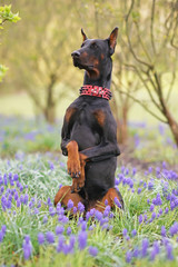 Black and tan Doberman dog with cropped ears wearing a red stylish leather collar with black spikes sitting up on its back legs on a green grass with purple Muscari flowers in spring