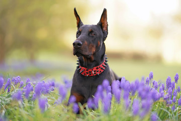 Black and tan Doberman dog with cropped ears lying down in a green grass with purple Muscari flowers in spring wearing a red stylish leather collar with black spikes