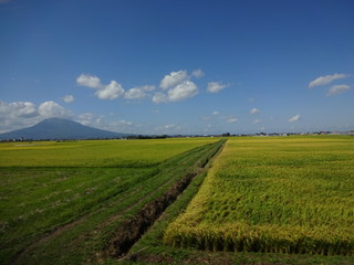 Fototapeta na wymiar The view of Aomori in Japan
