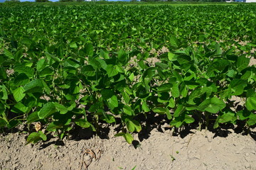 ダイズ畑