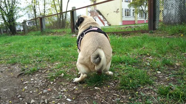 pug dog pooping on the grass. pet walking
