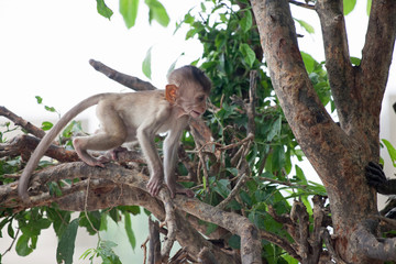 Fototapeta premium 可愛いサル