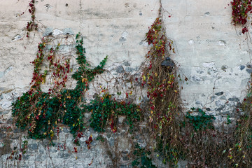 Enredadera creciendo entre luz artificial